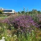 Cedros Island verbena