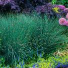 California gray rush.
