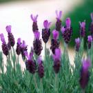 Otto Quast Spanish lavender.
