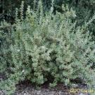 Lynn’s legacy leucophyllum.