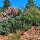 shrubby statice,