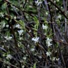 winter honeysuckle.