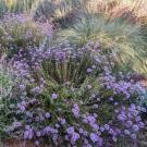 coyote mint.