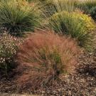 Undaunted ruby muhly grass.