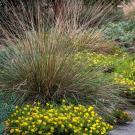 deergrass.