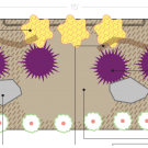 Image of pollinator planting plan design.