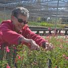 Image of woman with short gray hair and sunglasses tending to plants at the UC Davis Arboretum Teaching Nursery.
