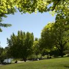 People relax in the shade of leafy trees around Lake Spafford.