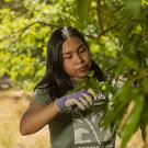 Learning by Leading™ Student in the Urban Tree Stewardship program pruning a tree in the Arboretum.