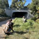 Three volunteers work in the Arboretum 