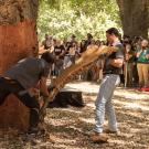 Skilled craftspeople from Portugal demonstrate the process of cork harvesting as students in the “Technology and Winery Systems” (VEN 135) class, regional wine industry stakeholders, and various campus affiliates look on.