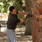 Two people harvest the bark from a cork oak on campus in front of a crowd