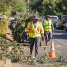 Three people in reflective safety vests and sun hats walk among trimmed tree limbs