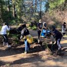 A group of volunteers with shovels work in the Redwood Grove