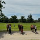 Five people standing next to five horses