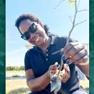 Dr. Gaëlle Chanlot pruning a young jujube tree.