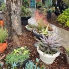 Potted plants and container plantings line a brown brick path leading to the front door of a house
