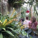 Green foliage in the foreground and a group walking in the Botanical Conservatory