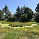 West end of Arboretum Waterway. The shores and island are populated with blooming flowers, while the waterway itself has a light layer of algae 