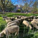 Herd of sheep mowers on UC Davis campus.