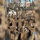 Image of a group of fruit trees in the winter at the UC Davis Arboretum Teaching Nursery.