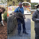 Collage of three photos of volunteer stewards posing in the Arboretum