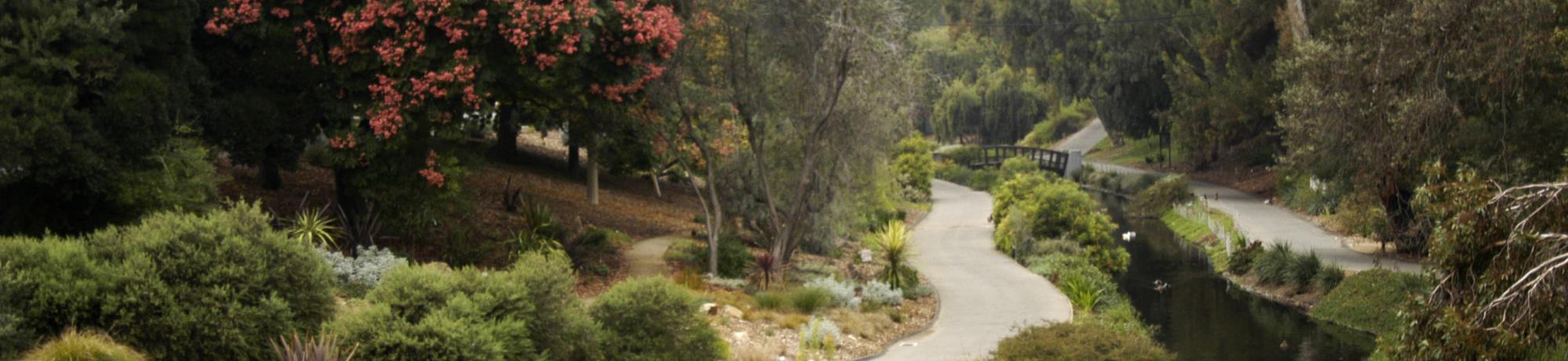 Image of the UC Davis Arboretum Australian / New Zealand Collection.