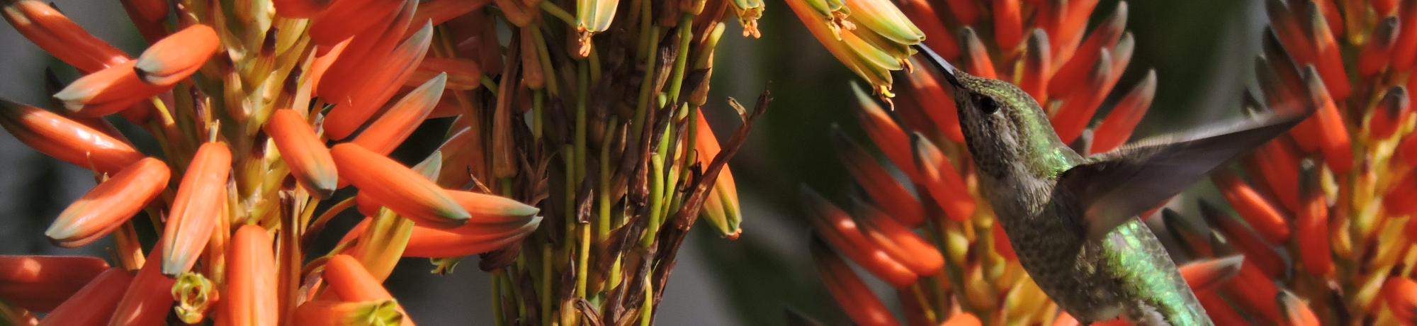 A hummingbird visits a spider aloe