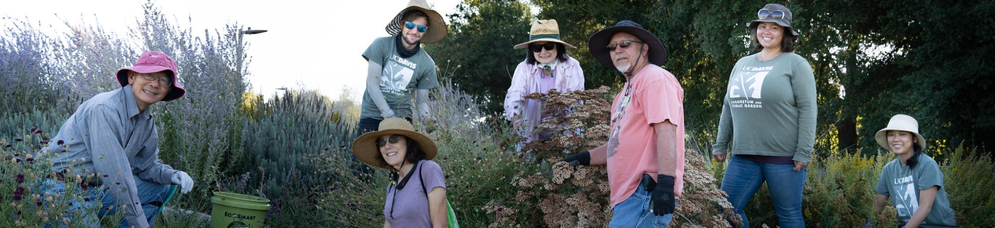 Image of all-ages of volunteers working in the UC Davis Arboretum.