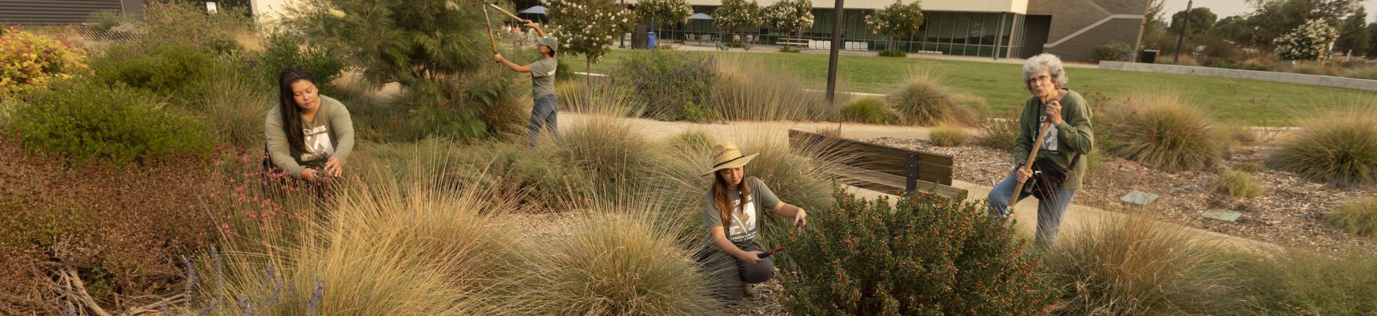 Four people use gardening tools to tend to a variety of plants in the Hummingbird GATEway Garden, near Scrubs Cafe