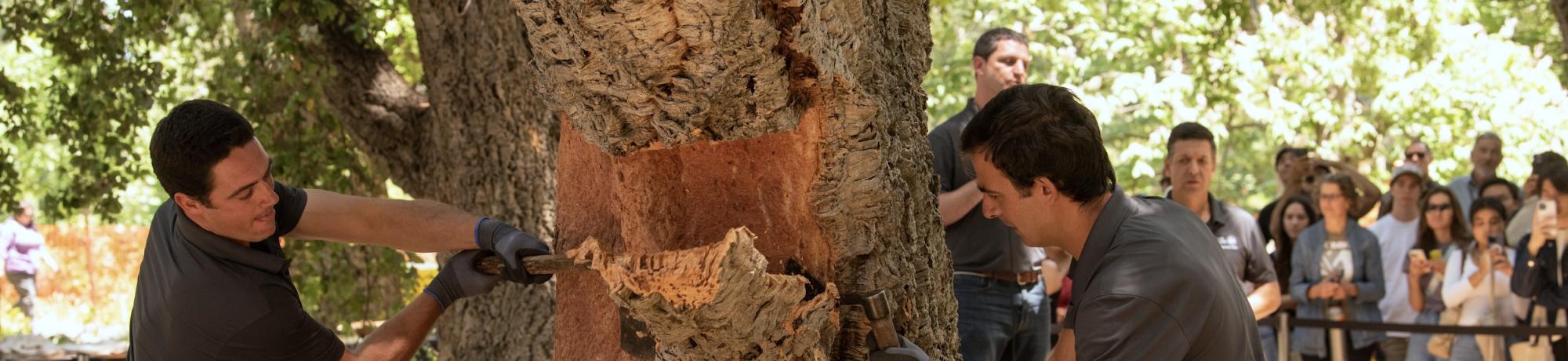 Two people harvest the bark from a cork oak on campus in front of a crowd