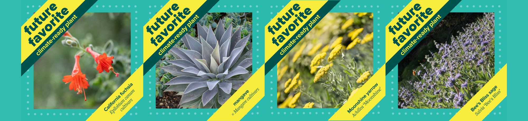 Image of four plants each with future favorite climate-ready plant branding around it in green and gold.